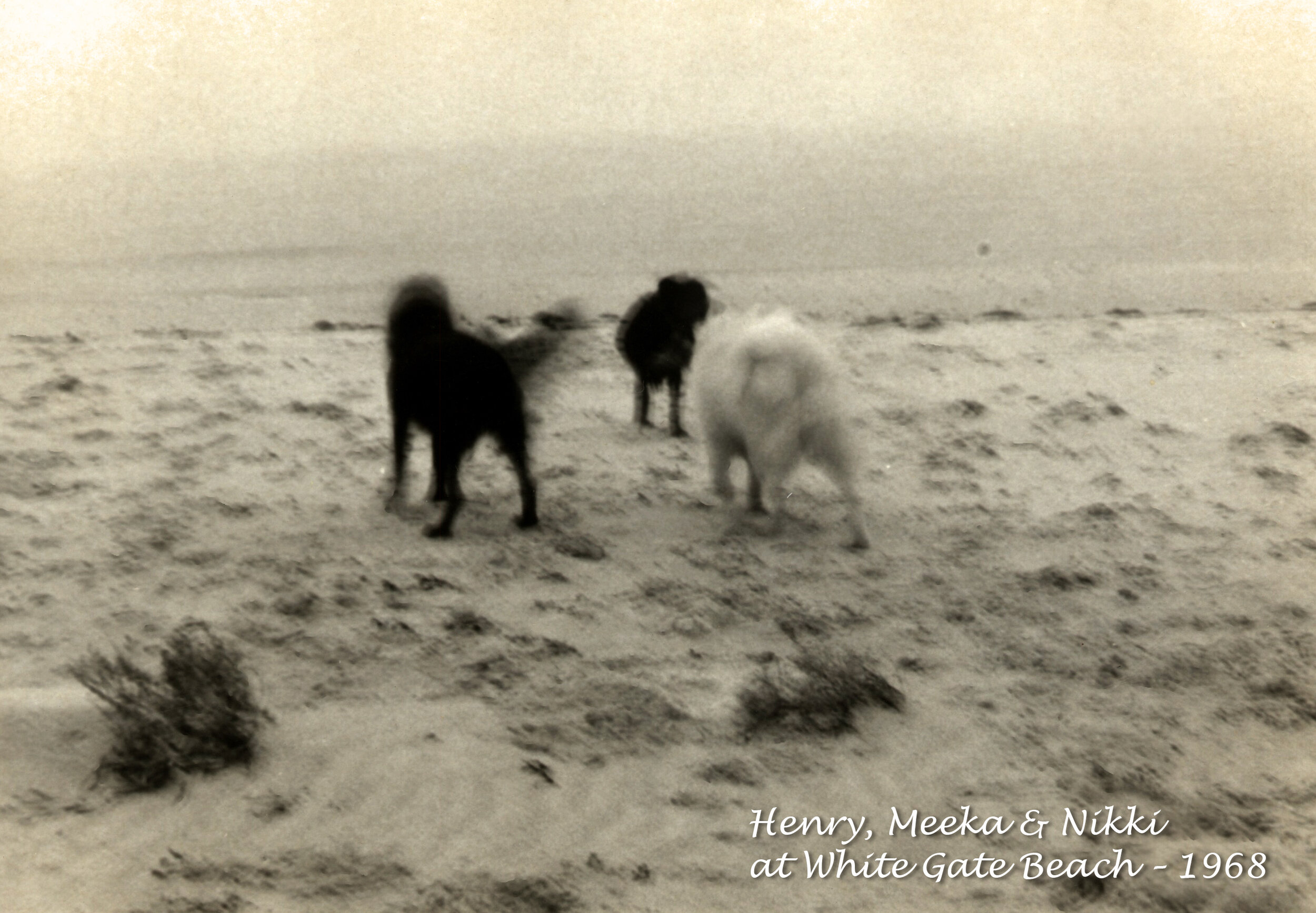 Henry, Meeka & Nikki